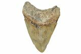 Serrated, Fossil Megalodon Tooth - North Carolina #340883-2